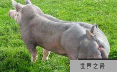 世界上最强壮的猪：杜洛克猪身体一半是肌肉
