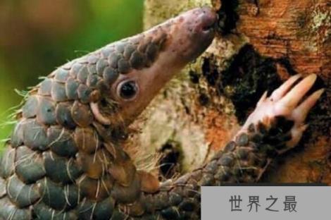 世界上牙齿最少的动物，穿山甲