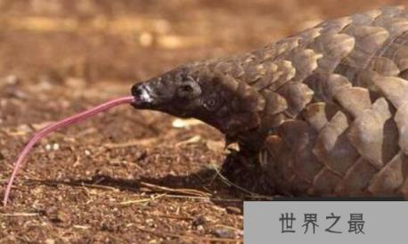 世界上牙齿最少的动物，穿山甲