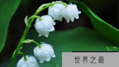 世界上最美的花排行榜 世界上最漂亮的十种花