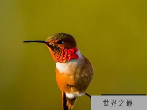 新陈代谢最快的动物：红喉蜂鸟
