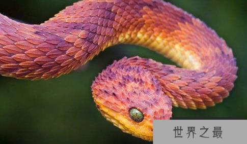 基伍树蝰有毒吗？