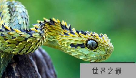 基伍树蝰有毒吗？