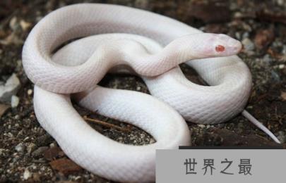 适合新手养的无毒小蛇排行