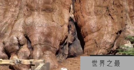 世界上最大的树，体积有1487立方米