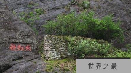 世界上最贵的茶叶，上千万的高价的大红袍