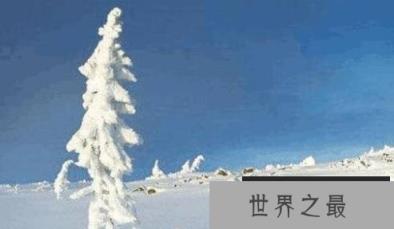 世界上最长寿的树,近万岁树龄的云杉 世界上最长寿的树,近万岁树龄的云杉