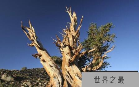 世界上最古老的树,8万年的潘多树 世界上最古老的树,8万年的潘多树