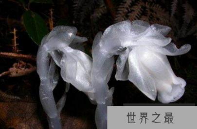 世界花语最恐怖的花 死亡之花水晶兰
