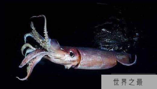 世界上最大的无脊椎动物
