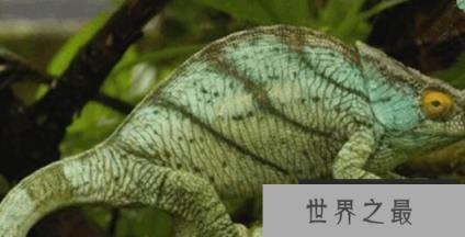 世界上最大的变色龙，国王变色龙体长70厘米