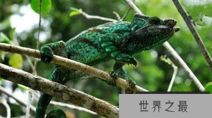 世界上最大的变色龙，国王变色龙体长70厘米