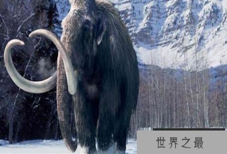 最大的猛犸象是什么象?