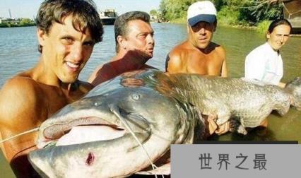 世界上最大的淡水鱼，坦克鸭嘴巨型鲶鱼
