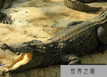 鳄鱼是什么动物类型，鳄鱼的特性和习性是什么？
