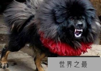 世界上最凶猛的狗，藏獒为什么称为神犬？