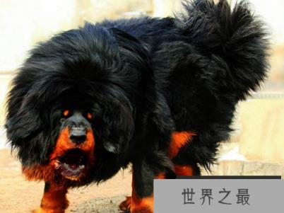 世界上最凶猛的狗，藏獒为什么称为神犬？