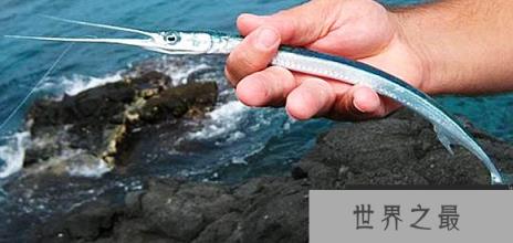 颚针鱼的吃法大全，哪些人不能吃颚针鱼
