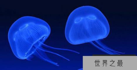 最致命的水母：可致人体器官全部衰竭