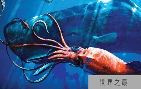世界上最大的乌贼：大王乌贼
