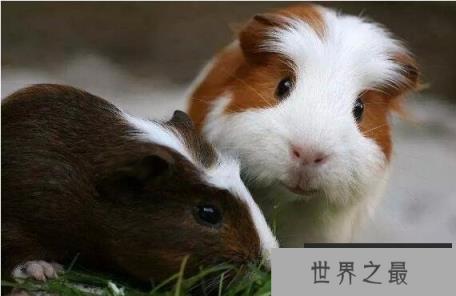 荷兰猪咬人吗，盘点荷兰猪咬人的几种情况(摸到屁股会咬人)