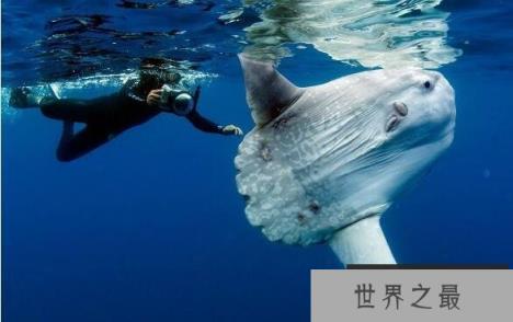 翻车鱼有多傻,能产卵3亿的它们会因晒太阳晒死(是谣言)