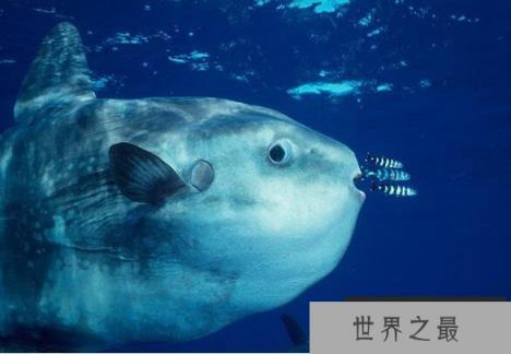 翻车鱼有多傻,能产卵3亿的它们会因晒太阳晒死(是谣言)