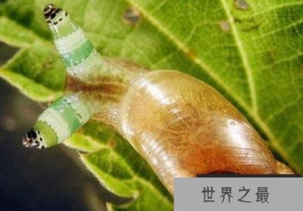恶心的僵尸蜗牛，被寄生虫完全控制大脑直到死去