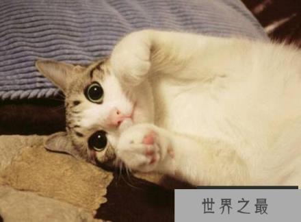 网红萌宠瓜皮猫是什么品种，其实是普通的中华田园猫