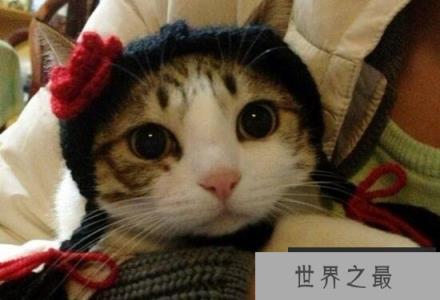 网红萌宠瓜皮猫是什么品种，其实是普通的中华田园猫