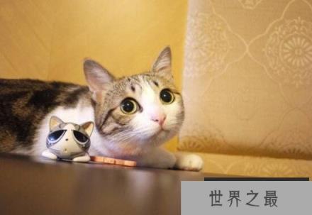 网红萌宠瓜皮猫是什么品种，其实是普通的中华田园猫