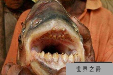 男性的天敌竟是人齿鱼，超变态专咬裆部吃人蛋蛋