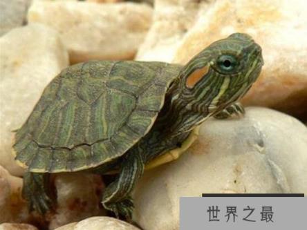 巴西龟怎么分公母，几个小细节教你轻松分辨(母龟比公龟体型大)