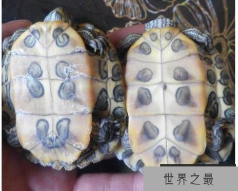 巴西龟怎么分公母，几个小细节教你轻松分辨(母龟比公龟体型大)