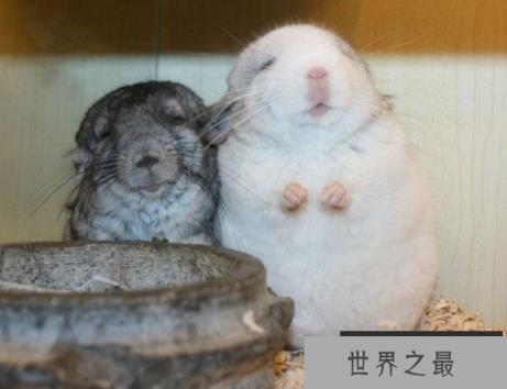 龙猫是什么动物，它是原产于美洲的毛丝鼠(皮毛十分漂亮柔软)