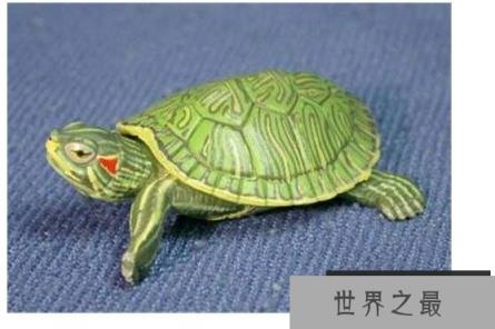 巴西龟能长多大,一般雌性龟体重可以长到4斤重