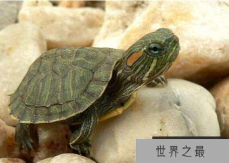 巴西龟能长多大,一般雌性龟体重可以长到4斤重