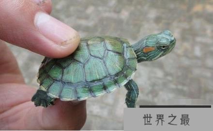 巴西龟能长多大,一般雌性龟体重可以长到4斤重