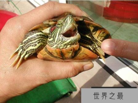 巴西龟能长多大,一般雌性龟体重可以长到4斤重