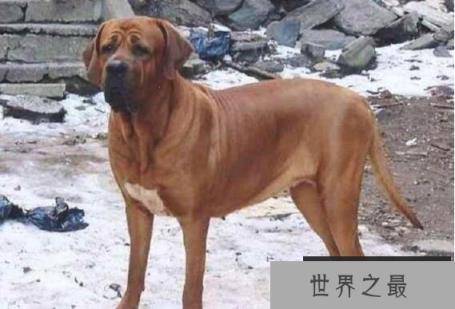 狗中四疯是哪4个,菲勒、比特、土佐、杜高(发起疯来战斗力爆表)