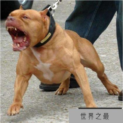 狗中四疯是哪4个,菲勒、比特、土佐、杜高(发起疯来战斗力爆表)