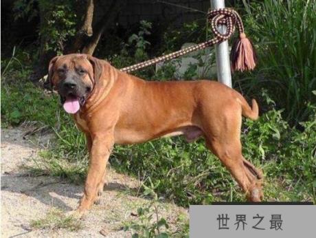 狗中四疯是哪4个,菲勒、比特、土佐、杜高(发起疯来战斗力爆表)