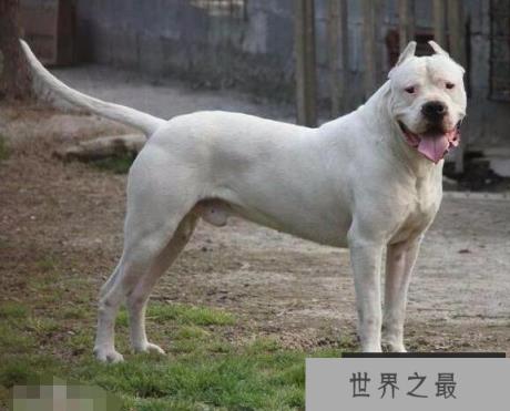 狗中四疯是哪4个,菲勒、比特、土佐、杜高(发起疯来战斗力爆表)