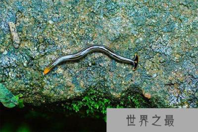 十大水生动物本领盘点 河鲈在视野里隐身