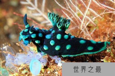 十大水生动物本领盘点 河鲈在视野里隐身