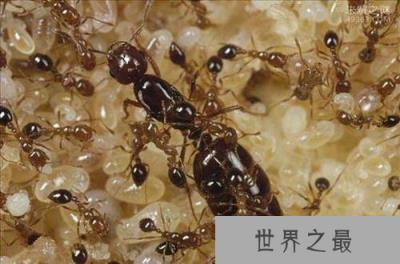 世界上最凶的10种蚂蚁排名，咬人最痛的蚂蚁(子弹蚁)