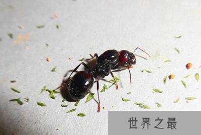 世界上最凶的10种蚂蚁排名,咬人最痛的蚂蚁(子弹蚁)