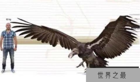 史上最大的老鹰，专吃恐鸟的哈斯特鹰(长1.5米/翼展长3.5米)
