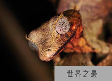 撒旦叶尾壁虎伪装高手  被称为“魔鬼”