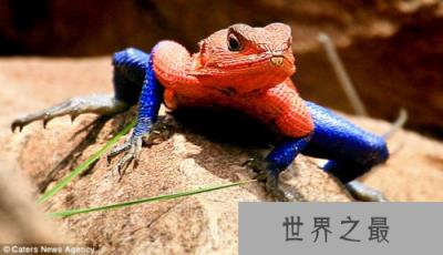 最漂亮的5种蜥蜴 红蓝相间造型酷似蜘蛛侠